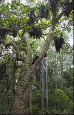 Puriri Tree / Vitex lucens