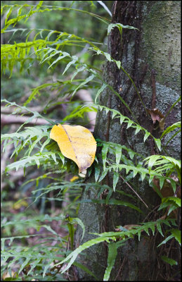 Mokimoki or Fragrant Fern