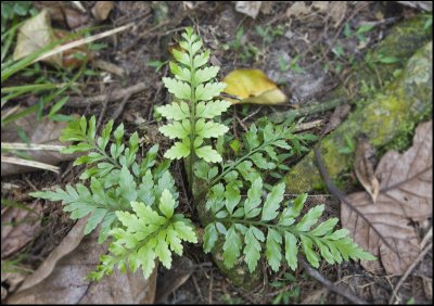 Pretty fern