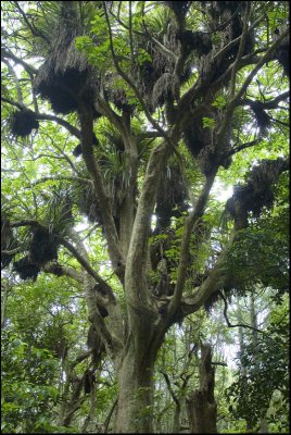 The Many Branched Puriri Tree