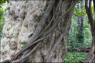 Thick Climbing Vine on the Puriri Tree