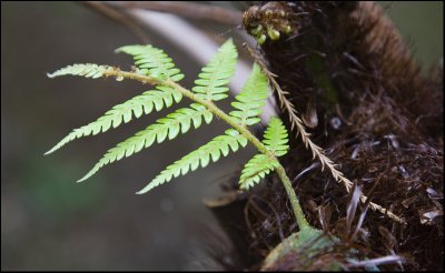 A young Black tree fern or Mamaku
