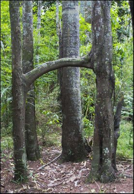 Kahikatea trees grafted together