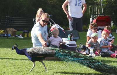 Christmas Party at the Auckland Zoo