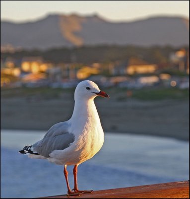 Seagull at New Brighton in the sunset