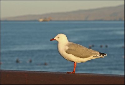 Seagull at New Brighton.jpg