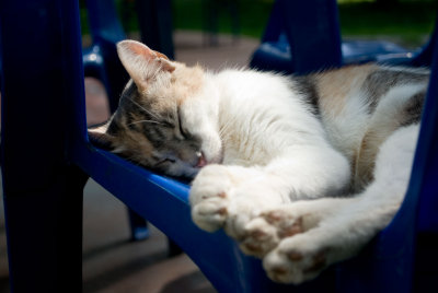 cat
