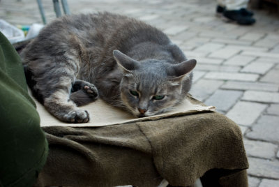 cat