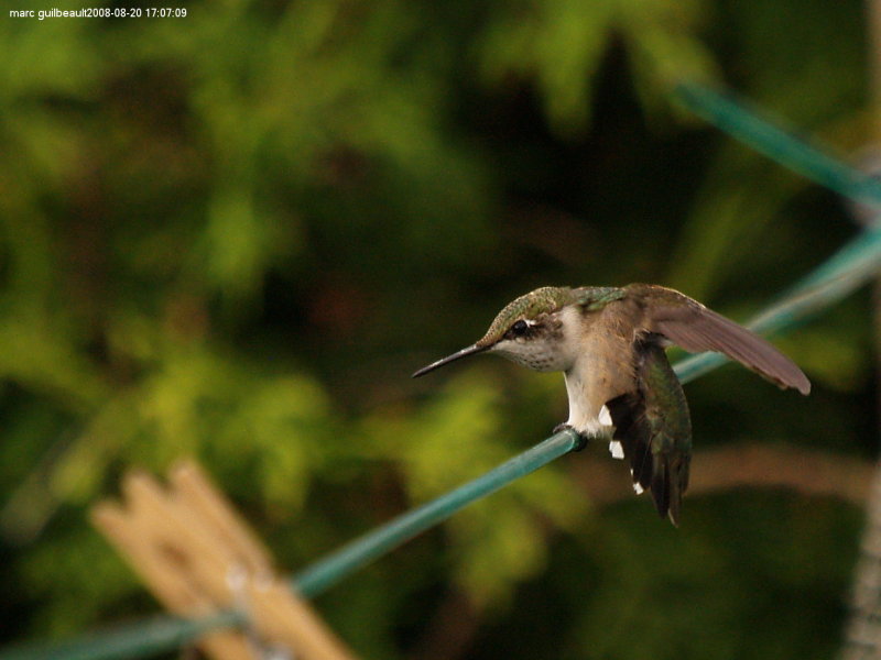 colibri a gorge rubis