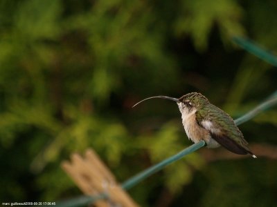 colibri a gorge rubis