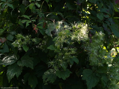 plante grimpente