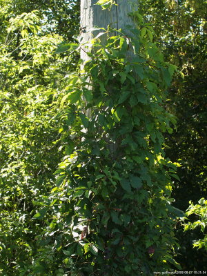 plante grimpente  2 ieme