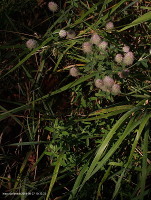 g3/97/786897/3/102284932.fdkLzK8U.jpg