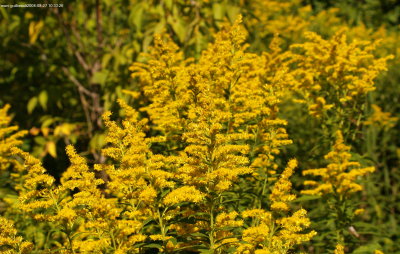 verge d or du canada