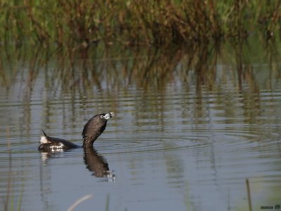 grebe a bec bigarre  en voix