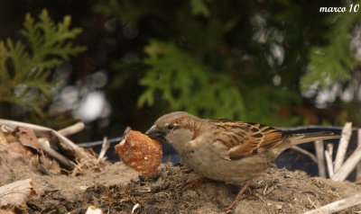 moineau domestique