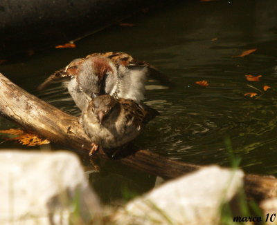 moineau domestique