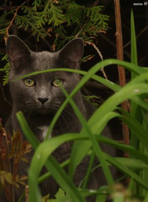 le chasseur du coin
