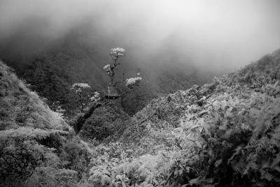 at the summit, 1st tree on leeward side