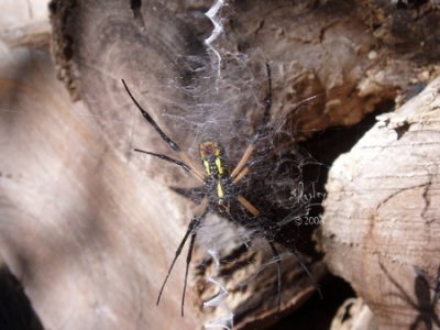 Black & Yellow Argiope Spiders