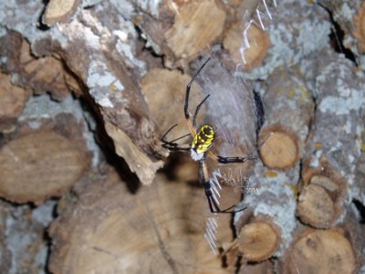 Black & Yellow Argiope Spider