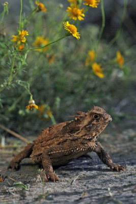 Texas Horned Lizard  MG_0021a 