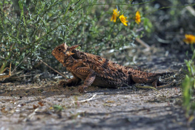 Texas Horned Lizard  MG_0036a