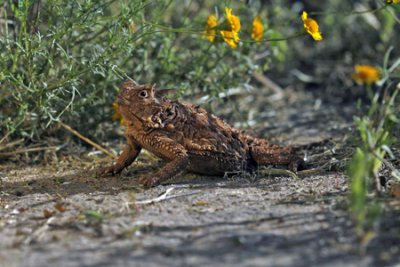 Texas Horned Lizard  MG_0038a