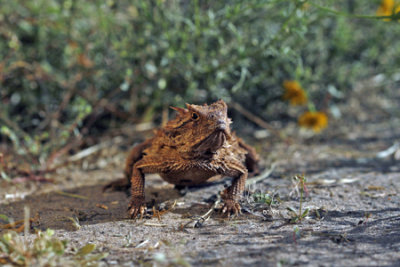 Texas Horned Lizard Gallery