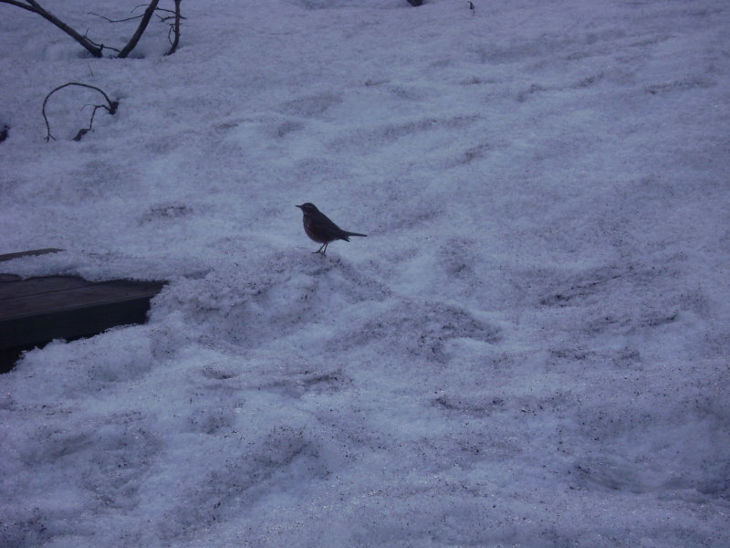 DSC08594.JPG