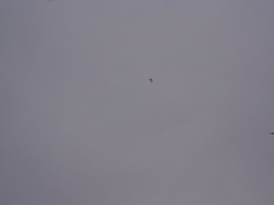 DSC04054.JPG