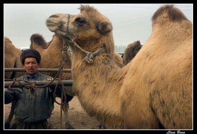 Bactrian camel in animal market