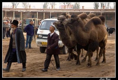 Bactrian camels in animal market