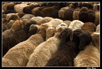 Align sheeps