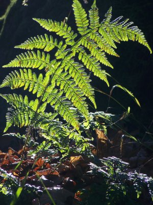 Automne07_013.jpg