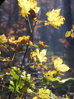 Automne07_014.jpg