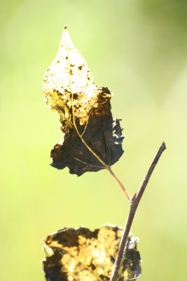 Automne07_022.jpg