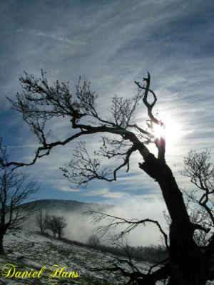 Arbre solitaire.jpg