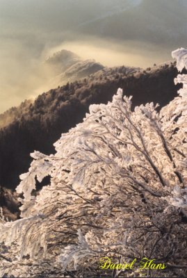 arbustes givrs sur le haut du Spitzkopf copie.jpg
