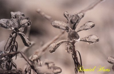 bijoux de glace au jardin .jpg