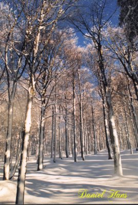 bouleaux aligns dans la neige .jpg