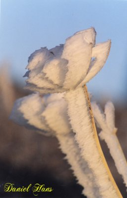 brins dherbe gels- Vosges .jpg