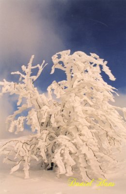 buisson givr au Hohneck .jpg