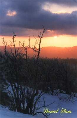 buisson nu sur tranche de gteau .jpg