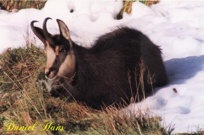 chamois couch dans la neige .jpg