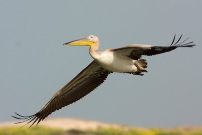 Pelican