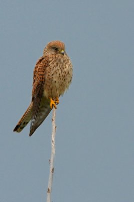 kestrel