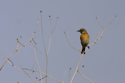 IMG_9810-copy.jpg