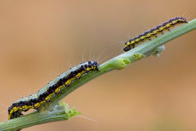 IMG_0464_2.jpg