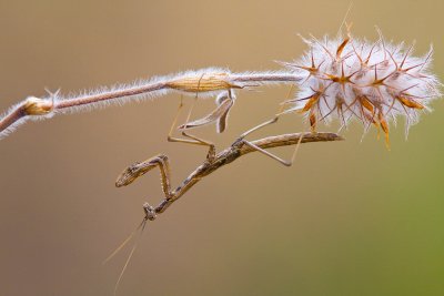 IMG_0632_2.jpg